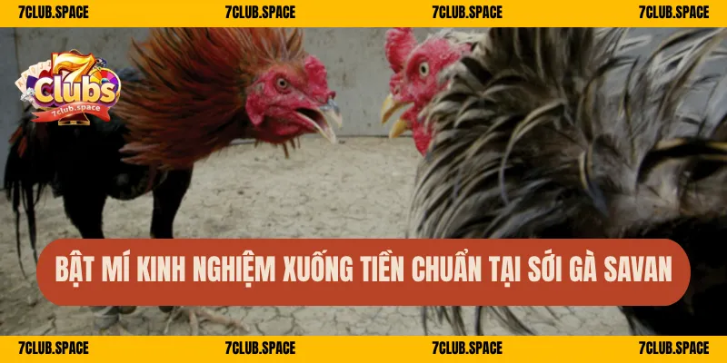 Trường Gà Savan 7Club – Sới Gà Kịch Tính, Vào Tiền Cực Nhanh 3 Bật mí kinh nghiệm xuống tiền chuẩn tại sới gà Savan