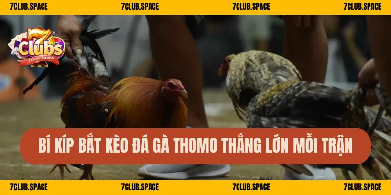 Đá Gà Cựa Sắt Thomo 7Club – Đấu Trường Ăn Tiền Liên Tục 3 Bí kíp bắt kèo đá gà Thomo thắng lớn mỗi trận