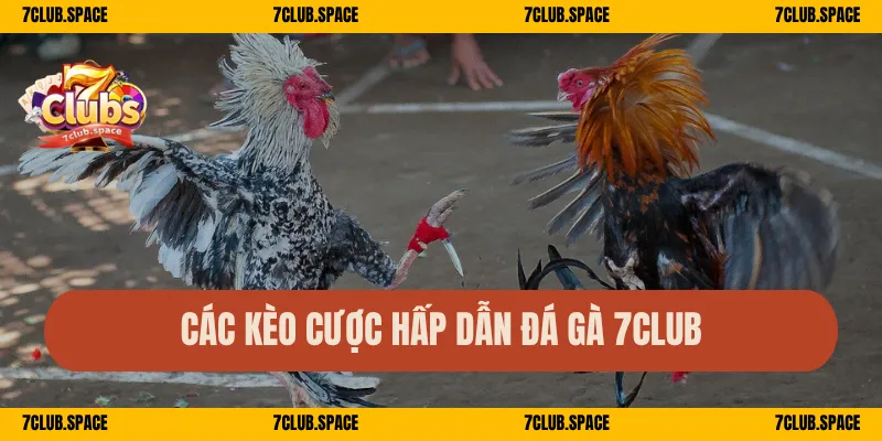 Đá Gà Cựa Sắt 7Club – Trận Nảy Lửa, Cá Cược Cực Phê 2 Các kèo cược hấp dẫn đá gà 7Club