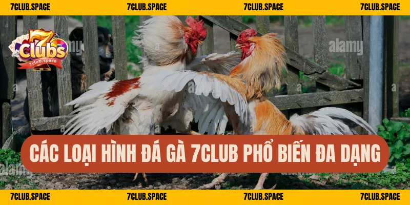 Các loại hình đá gà 7Club phổ biến đa dạng