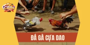 Đá gà cựa dao 7Club