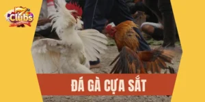 Đá gà cựa sắt