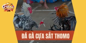 Đá gà cựa sắt Thomo