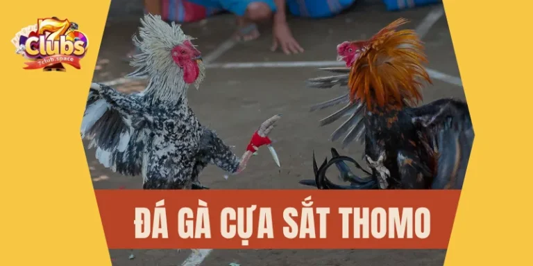 Đá gà cựa sắt Thomo