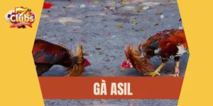 Gà Asil