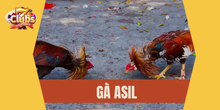 Gà Asil