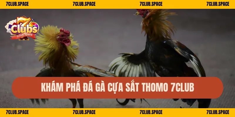 Đá Gà Cựa Sắt 7Club – Trận Nảy Lửa, Cá Cược Cực Phê 1 Khám phá thế giới đá gà cựa sắt