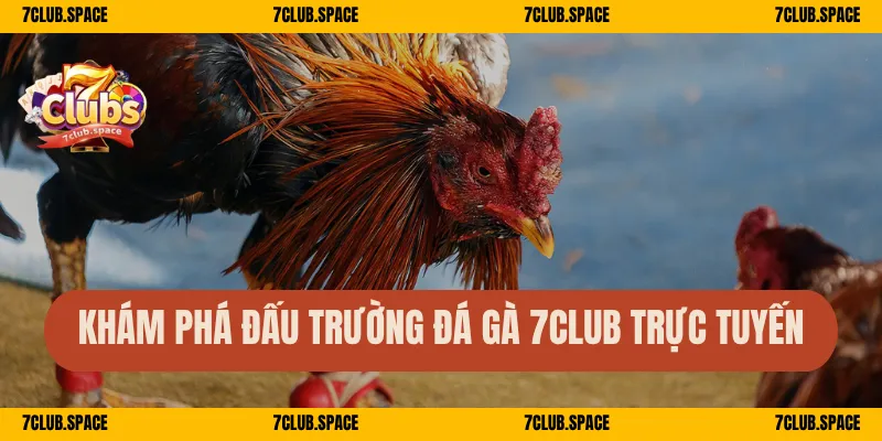 Khám phá đấu trường đá gà 7Club trực tuyến