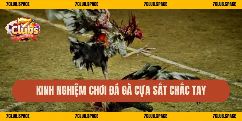 Đá Gà Cựa Sắt 7Club – Trận Nảy Lửa, Cá Cược Cực Phê 3 Kinh nghiệm chơi đá gà cựa sắt chắc tay