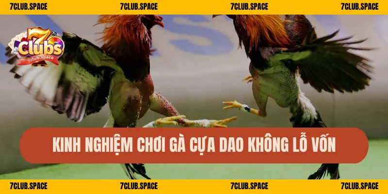 Đá Gà Cựa Dao 7Club – Đấu Gà Máu Lửa, Sát Phạt Cực Mãn Nhãn 3 Kinh nghiệm chơi gà cựa dao không lỗ vốn