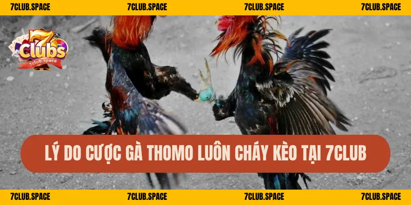 Đá Gà Cựa Sắt Thomo 7Club – Đấu Trường Ăn Tiền Liên Tục 2 Lý do cược gà Thomo luôn cháy kèo tại 7Club