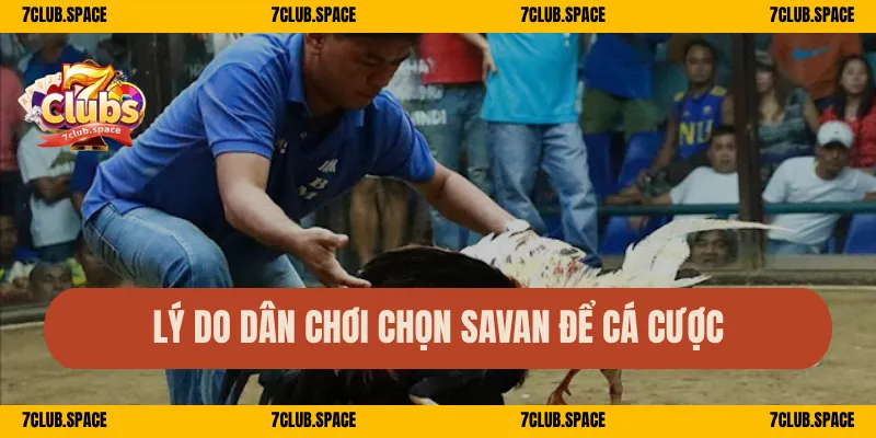 Trường Gà Savan 7Club – Sới Gà Kịch Tính, Vào Tiền Cực Nhanh 2 Lý do dân chơi chọn Savan để cá cược
