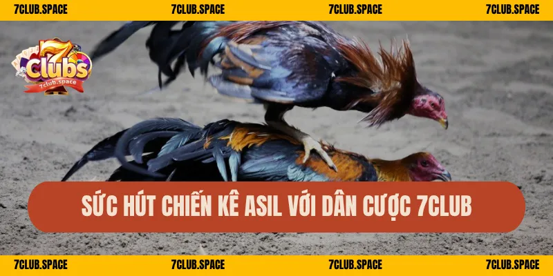 Sức hút chiến kê Asil với dân cược 7Club