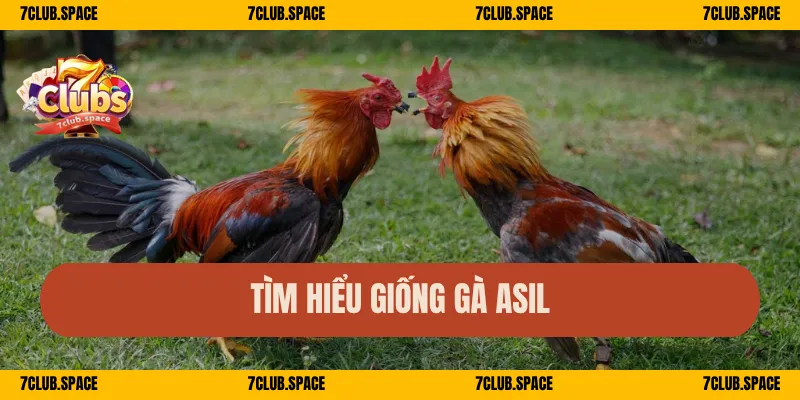 Tìm hiểu giống gà Asil