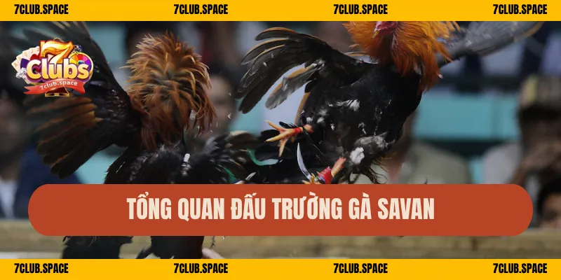 Trường Gà Savan 7Club – Sới Gà Kịch Tính, Vào Tiền Cực Nhanh 1 Tổng quan đấu trường gà Savan