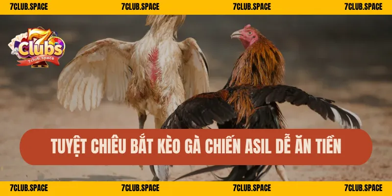 Tuyệt chiêu bắt kèo gà chiến Asil dễ ăn tiền